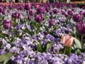 0929-1624 Floriade (1050020)